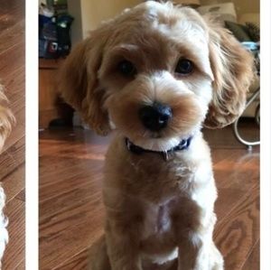 Meet your Posher, Alison